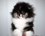 Собаки в Челябинске: Померанский шпиц девочка Девочка, Бесплатно - фото 2
