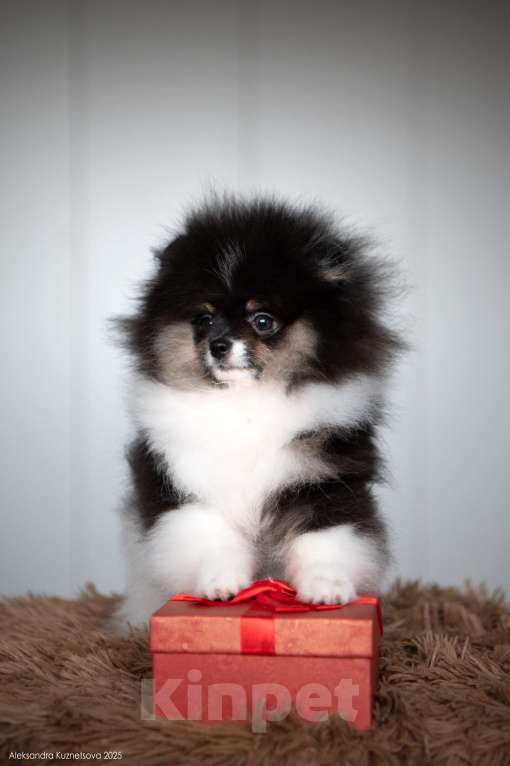 Собаки в Челябинске: Померанский шпиц девочка Девочка, Бесплатно - фото 2