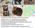 Кошки в других городах Ленинградской области: Помогите найти КОТИКА Мальчик, 10 000 руб. - фото 5