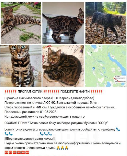 Кошки в других городах Ленинградской области: найден Мальчик, Бесплатно - фото 5