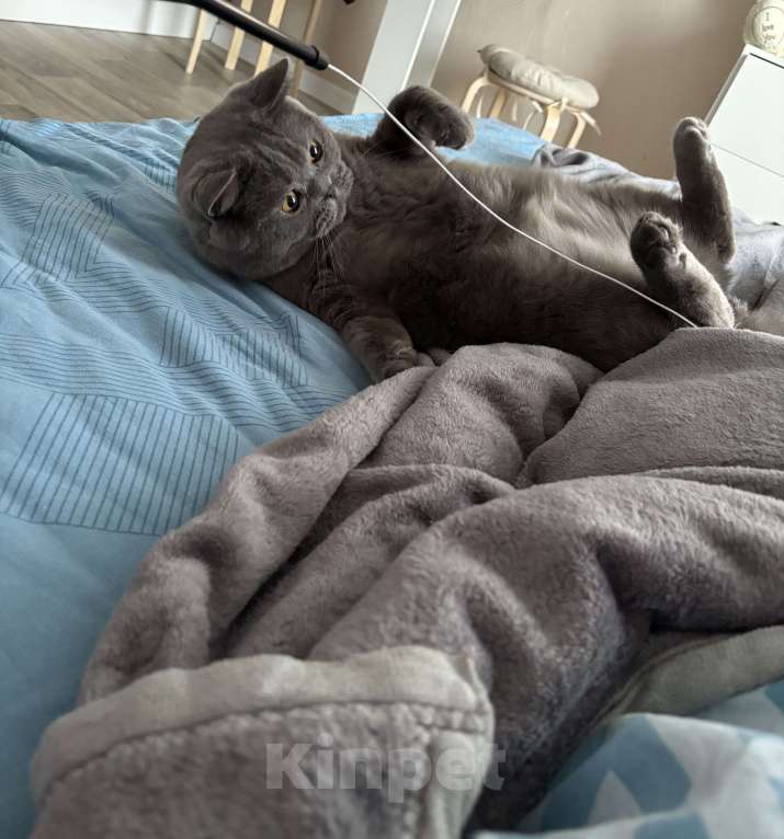 Кошки в других городах Московской области: В добрые ручки Мальчик, Бесплатно - фото 5