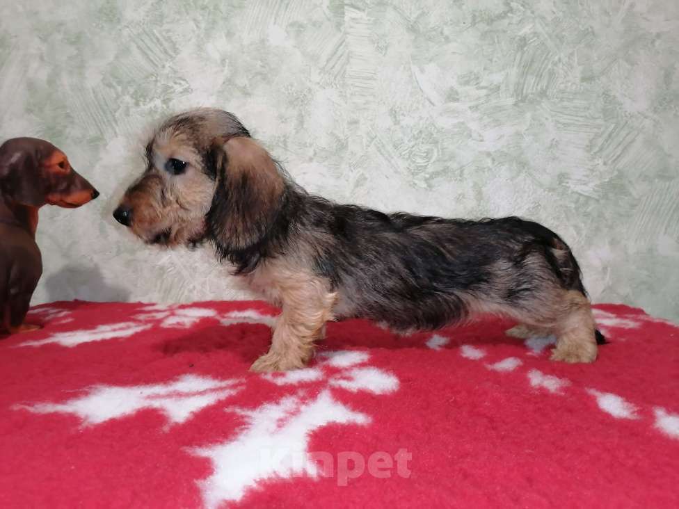 Собаки в Воронеже: Щенок таксы миниатюрной жесткошерстной  Девочка, 45 000 руб. - фото 1