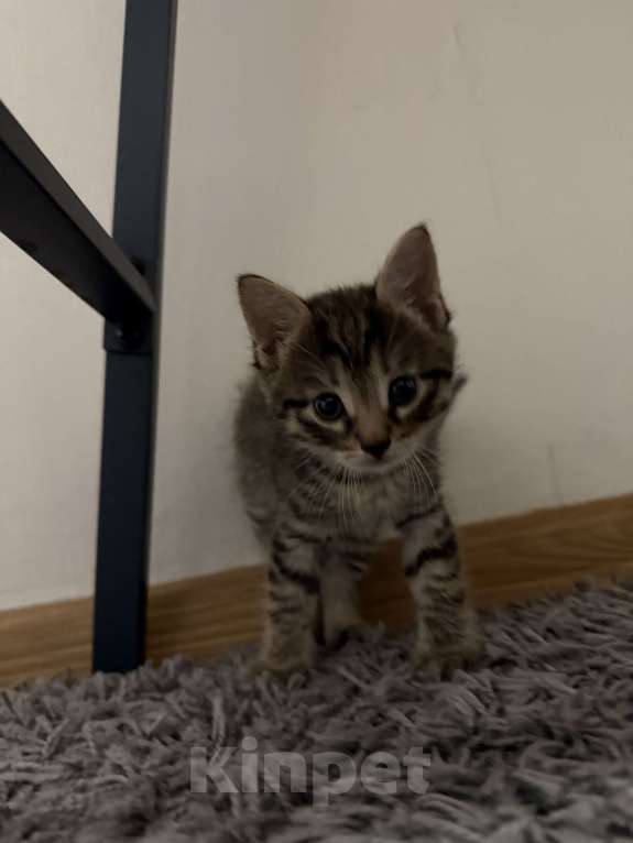 Кошки в Москве: Котенок Мальчик, Бесплатно - фото 2