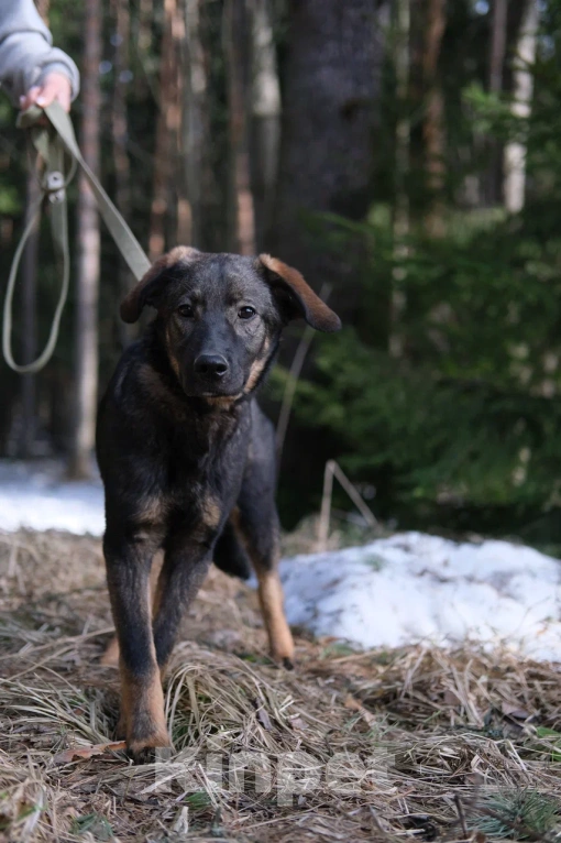 Собаки в Москве: Щенок девочка в добрые руки Девочка, Бесплатно - фото 6