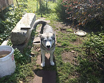 Собаки в Твери: Шикарные щенки Аляскинского маламута. Девочка, 10 000 руб. - фото 5