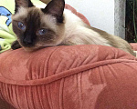 Кошки в Арзамасе: Тайские котята, 3 500 руб. - фото 1