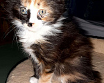 Кошки в Мичуринске: Котята Мейн-кун, 10 000 руб. - фото 7