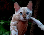 Кошки в Симферополе: Бенгальский котенок Мальчик, 12 000 руб. - фото 1