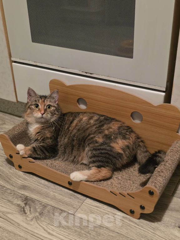 Кошки в Москве: Наиласковейшая девочка Муля ждёт семью Девочка, Бесплатно - фото 2