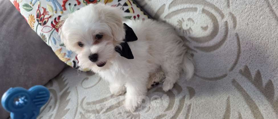 Собаки в Санкт-Петербурге: Продам Мальтипу Мальчик, 30 000 руб. - фото 2