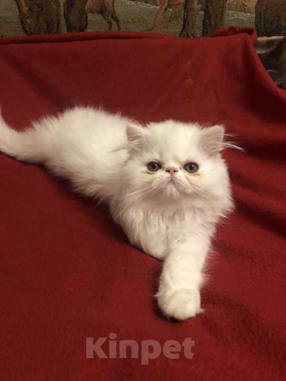 Кошки в Санкт-Петербурге: Продаю элитного белого персидского котенка мальчика Мальчик, Бесплатно - фото 3