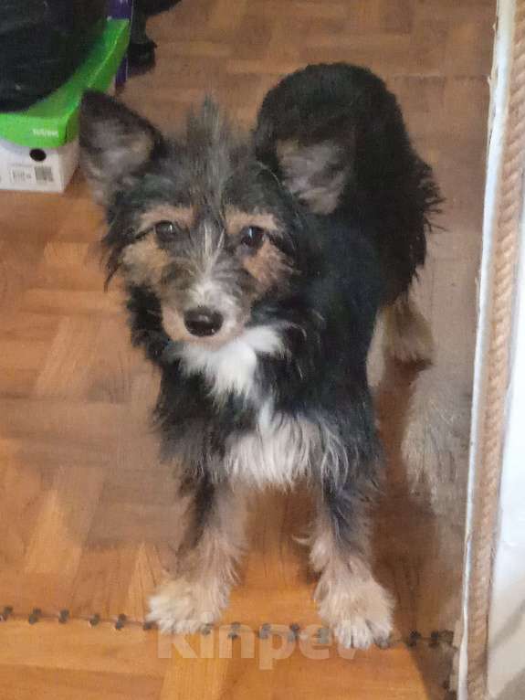 Собаки в Ялте: Хорошим людям Девочка, 1 000 руб. - фото 5