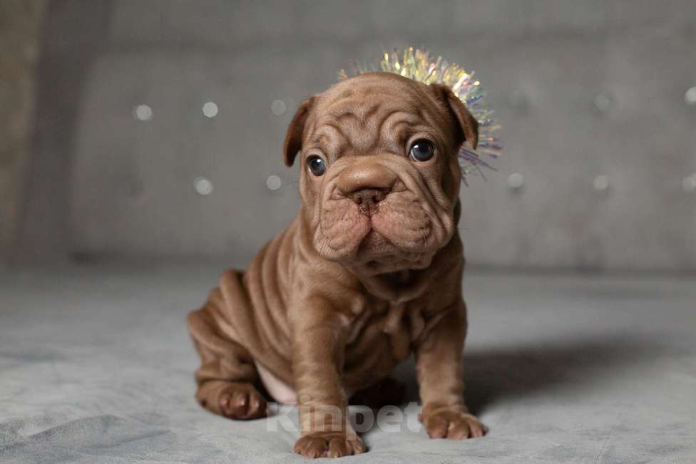 Собаки в Москве: Французский бульдог (бигроп), щенок Девочка, 150 000 руб. - фото 5