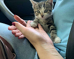 Кошки в Подольске: Мурчащий нос в добрые руки Девочка, Бесплатно - фото 4