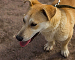 Собаки в Санкт-Петербурге: Собачка размером с корги ищет дом Девочка, Бесплатно - фото 4