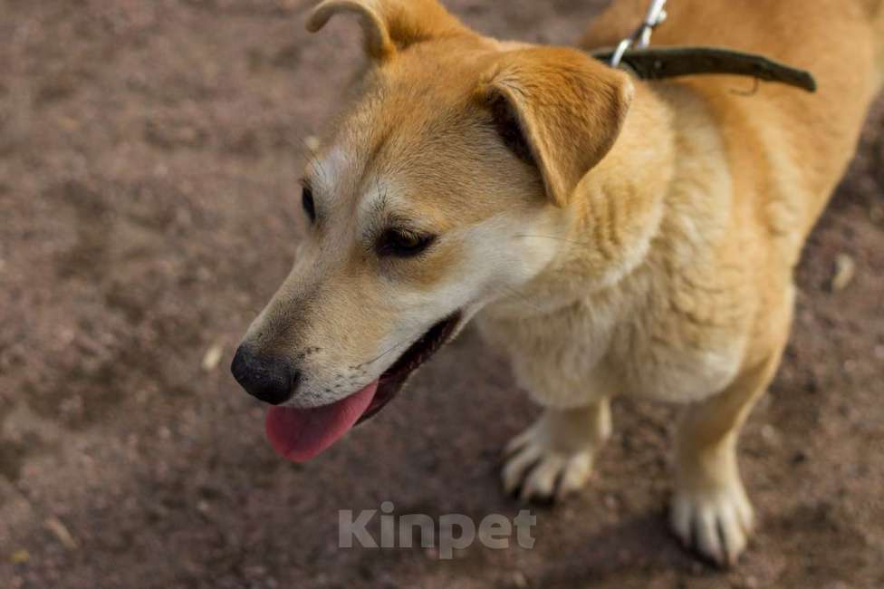 Собаки в Санкт-Петербурге: Собачка размером с корги ищет дом Девочка, Бесплатно - фото 4
