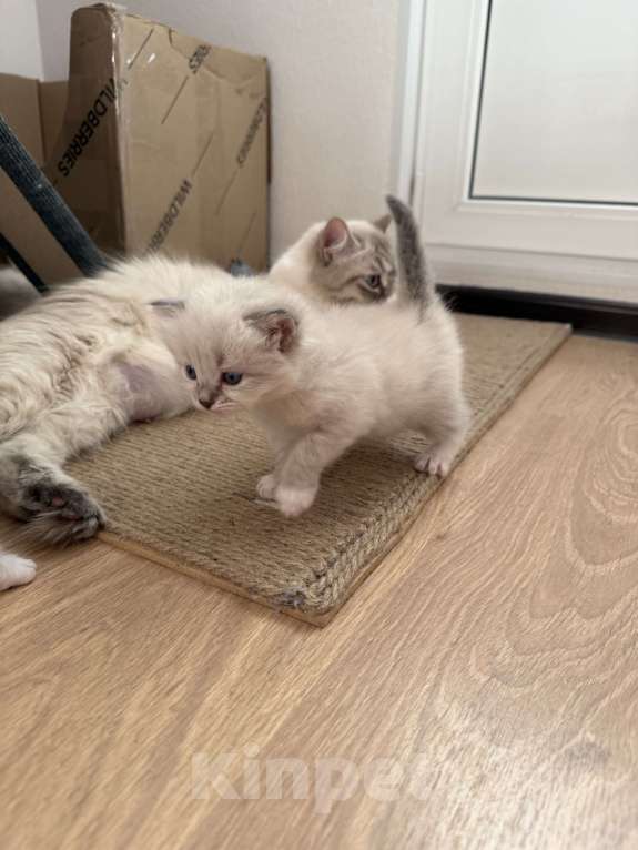 Кошки в Санкт-Петербурге: Невские маскарадный котята Мальчик, 27 000 руб. - фото 5