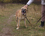 Собаки в Видном: Варох, 3 года, метис алабая Мальчик, Бесплатно - фото 6