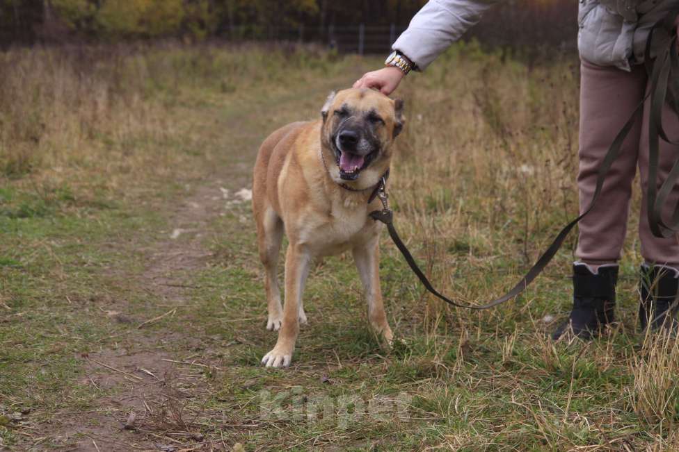 Собаки в Видном: Варох, 6 лет, метис алабая Мальчик, Бесплатно - фото 6