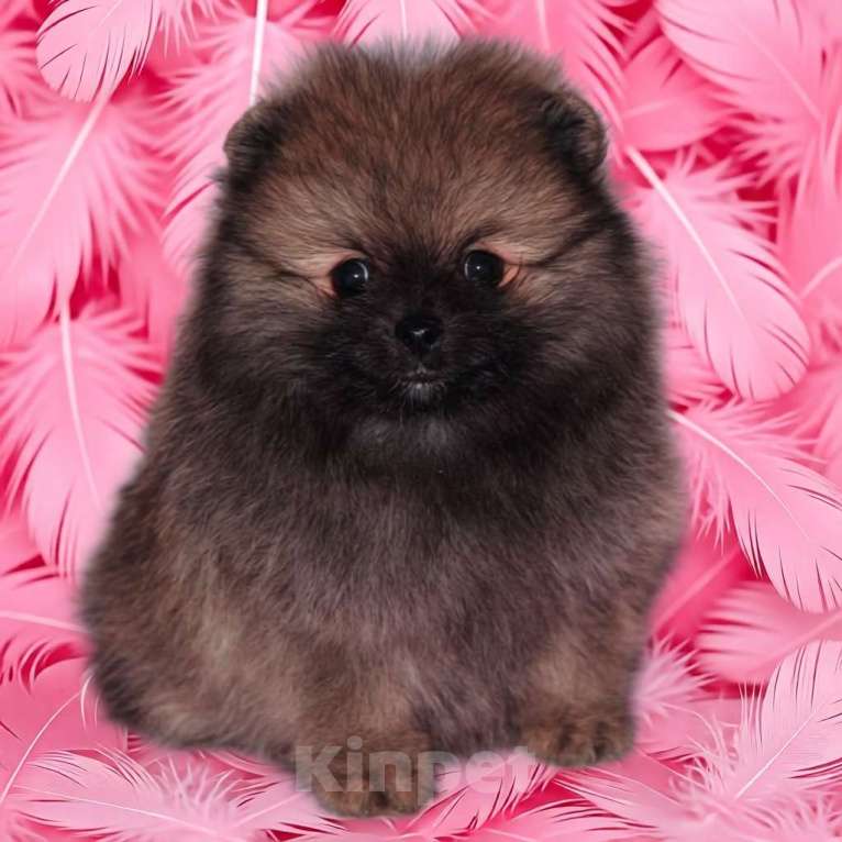 Собаки в Москве: Шпиц мальчик Мальчик, 40 000 руб. - фото 5