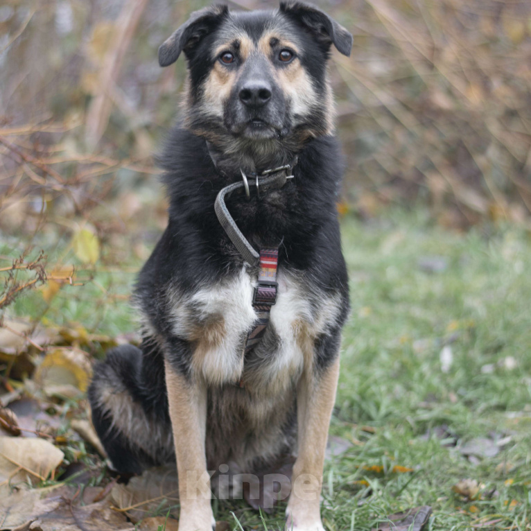 Собаки в Москве: Барни Мальчик, Бесплатно - фото 2