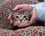 Кошки в Москве: Котёнок в добрые руки Мальчик, 1 руб. - фото 8