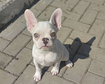Собаки в Севастополе: Щенок французского бульдога Девочка, 45 000 руб. - фото 2