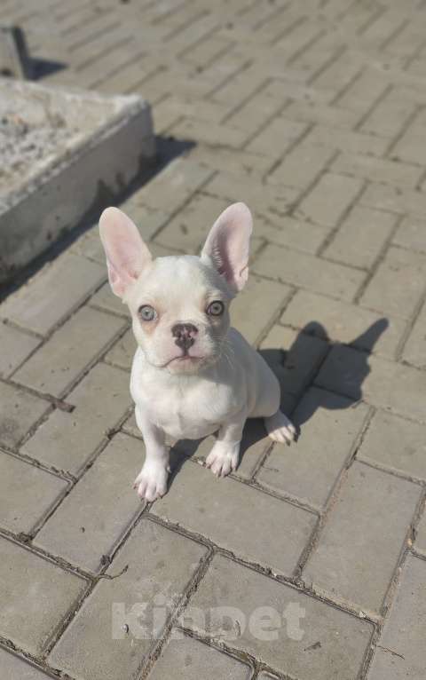 Собаки в Севастополе: Щенок французского бульдога Девочка, 45 000 руб. - фото 2