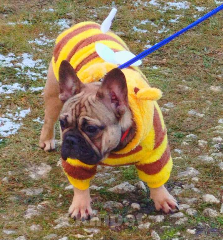 Собаки в Москве: Подрощенная девочка француженка  Девочка, Бесплатно - фото 1