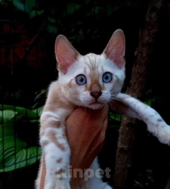 Кошки в Симферополе: Бенгальский котенок Мальчик, 12 000 руб. - фото 1