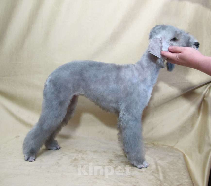 Собаки в Москве: Щенки бедлингтон терьер Мальчик, 90 000 руб. - фото 5