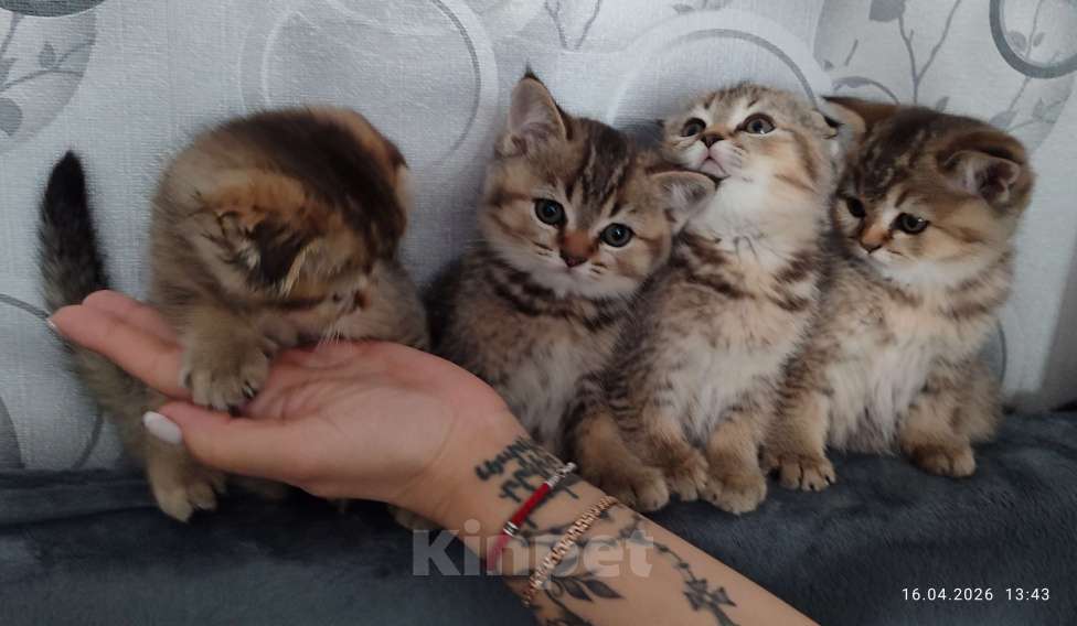 Кошки в Москве: Продаются котята! Девочка, 18 000 руб. - фото 1