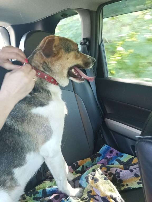 Собаки в Санкт-Петербурге: Отдам собаку бесплатнор Мальчик, Бесплатно - фото 2