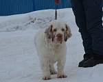Собаки в Санкт-Петербурге: Подросток кламбер спаниеля.  Мальчик, 75 000 руб. - фото 2