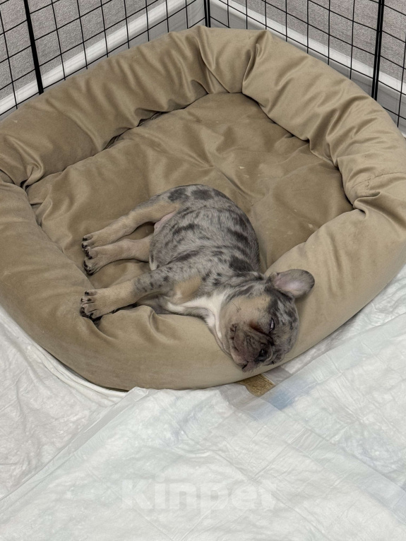 Собаки в Краснодаре: Французский бульдог Девочка, 40 000 руб. - фото 2