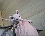 Кошки в других городах Московской области: Эльф кошечка Девочка, 29 000 руб. - фото 2