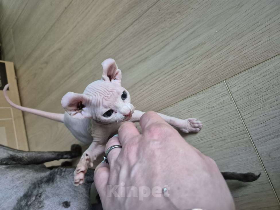Кошки в других городах Московской области: Эльф кошечка Девочка, 29 000 руб. - фото 2