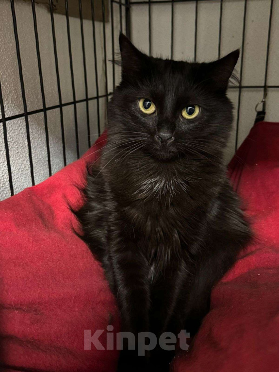 Кошки в Москве: Кошка Тучка 3 года живёт в клетке приюта Девочка, Бесплатно - фото 3