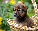 Собаки в Солнечногорске: Тигровый мальчик в дар Мальчик, Бесплатно - фото 3