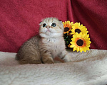 Кошки в Казани: Шотландская вислоухая золотая кошечка Иветта Девочка, 30 000 руб. - фото 1