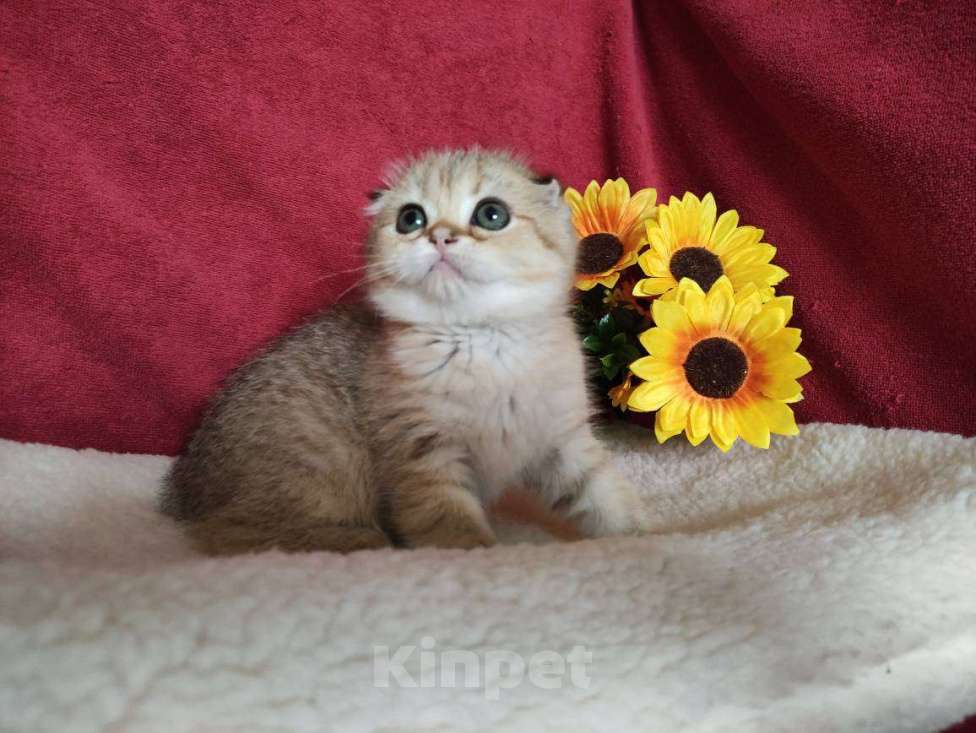 Кошки в Казани: Шотландская вислоухая золотая кошечка Иветта Девочка, 30 000 руб. - фото 1