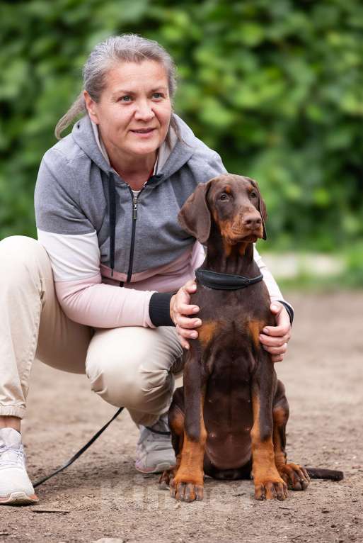 Собаки в Клине: Натуральная сука под шоу Девочка, 150 000 руб. - фото 2