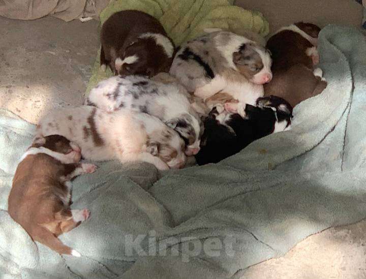 Собаки в Томске: Аусси Австралийская овчарка  Мальчик, 25 000 руб. - фото 2