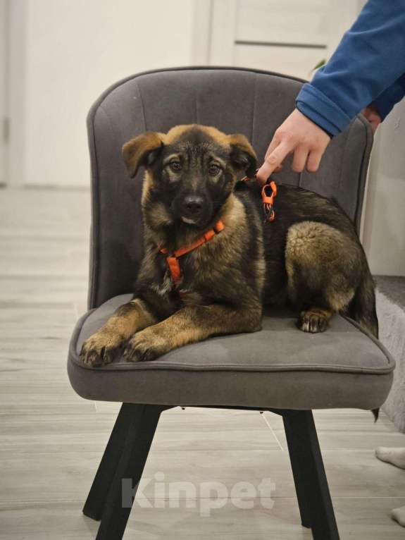 Собаки в Москве: Девочка Яра 3,5 месяца ищет дом Девочка, Бесплатно - фото 4