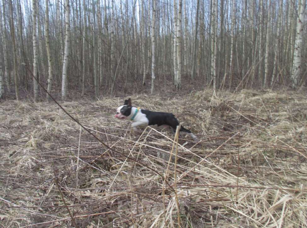 Собаки в Пскове: Мальчик бостон терьер Мальчик, 40 000 руб. - фото 8