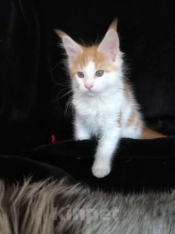 Кошки в Перми: Котенок Мейн-Кун Мальчик, 20 000 руб. - фото 3