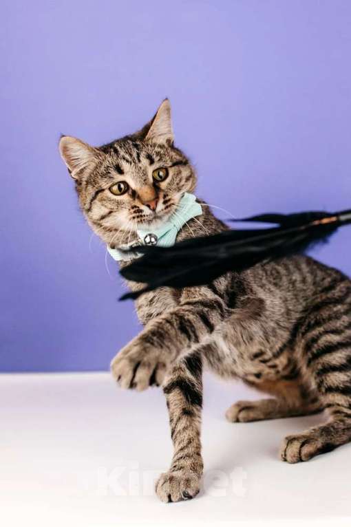 Кошки в Москве: Ручная Супер-кошь Тома Девочка, 1 руб. - фото 3