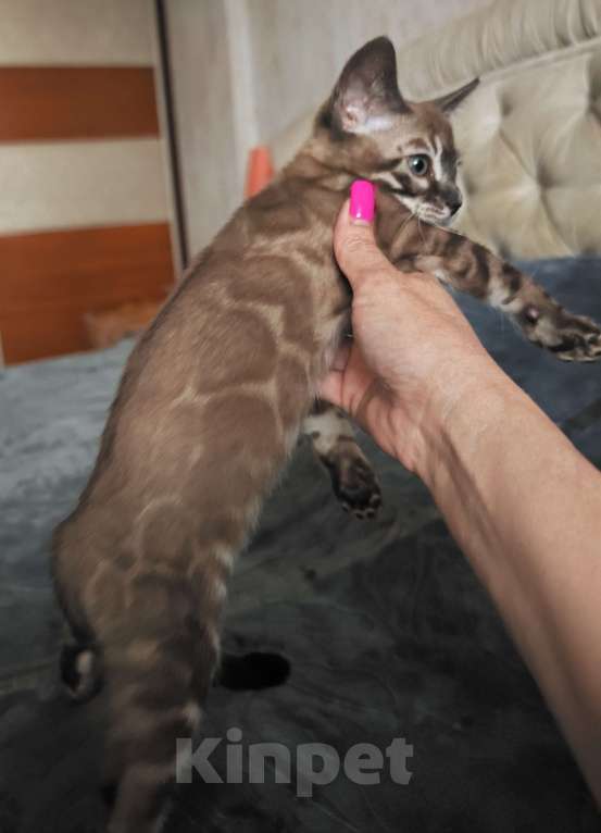 Кошки в Краснодаре: Шикарная угольная девочка минк Девочка, Бесплатно - фото 2