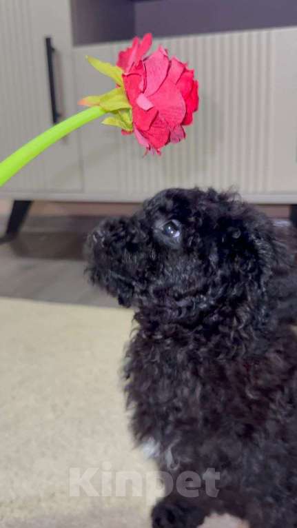 Собаки в Симферополе: Щенок той пуделя  Мальчик, 35 000 руб. - фото 2