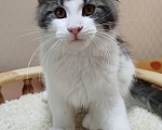 Кошки в Перми: Котенок Мейн Кун Девочка, 30 000 руб. - фото 5
